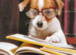 Chien a lunettes -Personnification dans l'ecriture